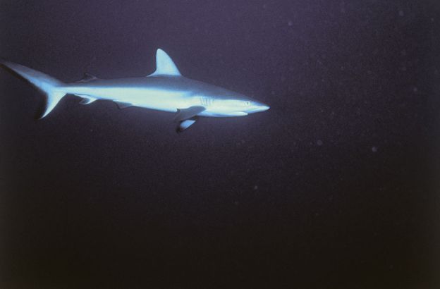 Squalo-grigio
