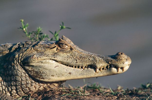 Caimano-dagli-occhiali