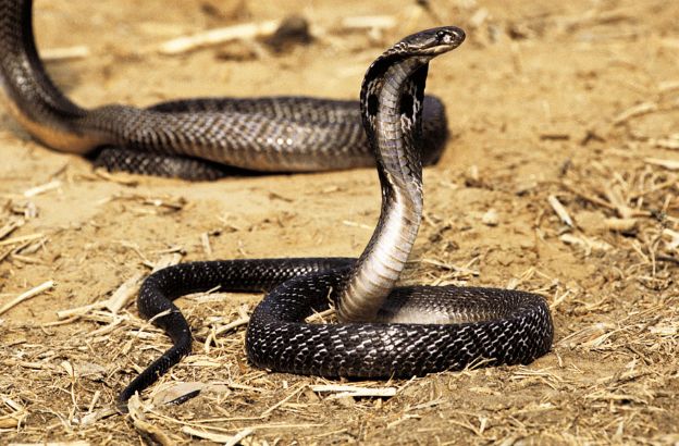 Cobra-dagli-occhiali