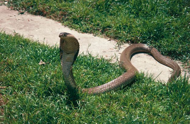 Cobra-reale