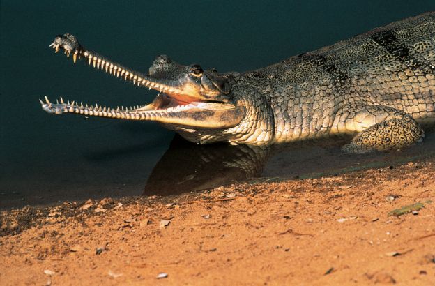 Gaviale-del-Gange