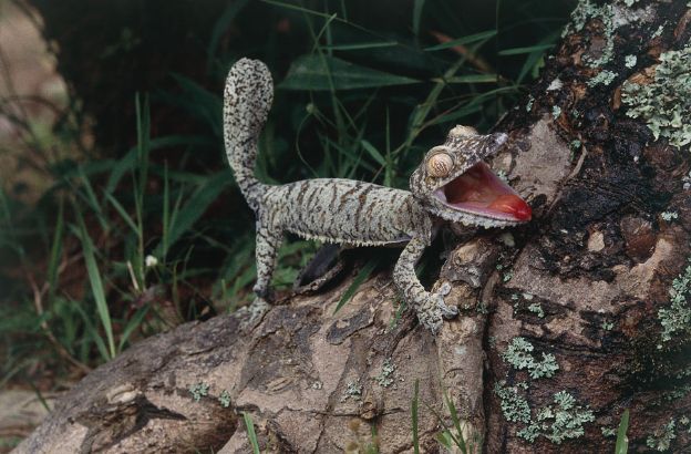 Geco-dalla-coda-piatta