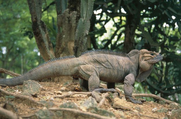 Iguana-rinoceronte