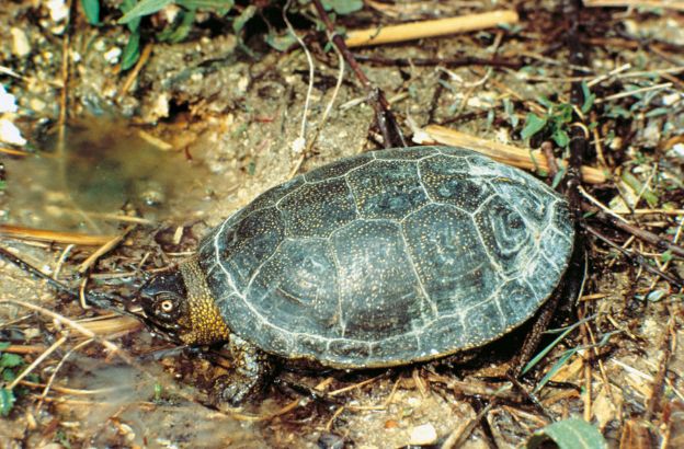 Tartaruga-palustre-europea