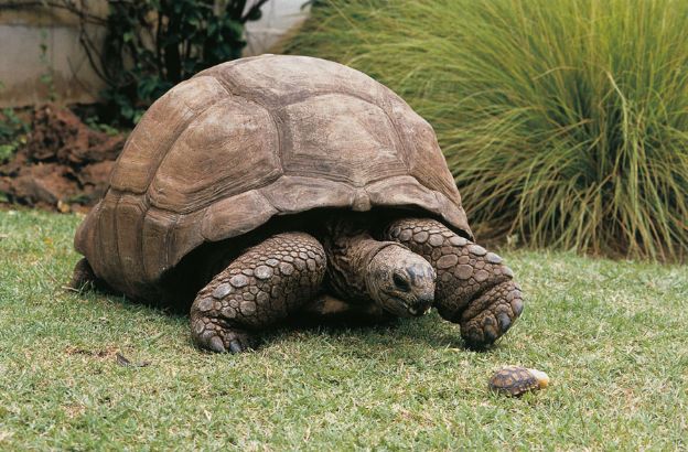 Testuggine-delle-Gal-pagos