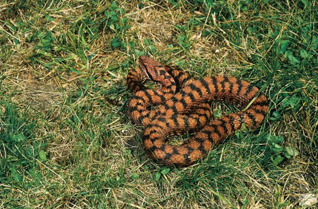 Vipera-comune