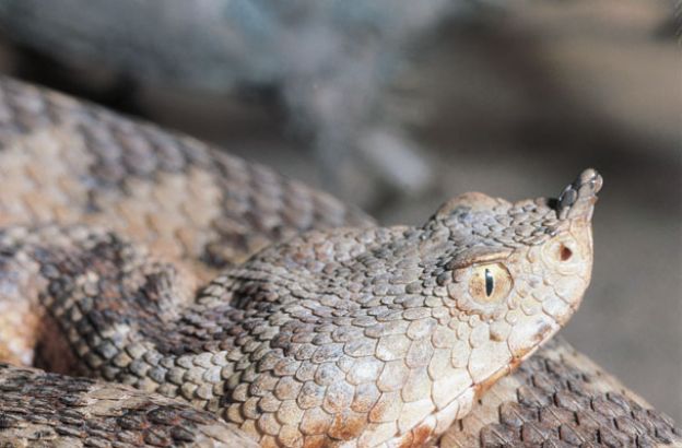 Vipera-dal-corno