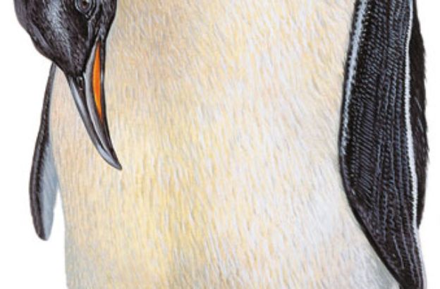 Aptenodytes-forsteri