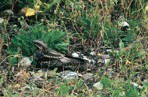 Caprimulgus-europaeus