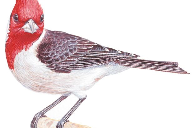 Cardinalis-cardinalis