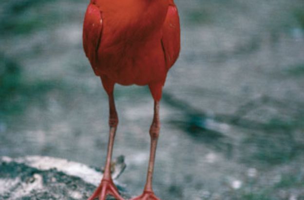 Eudocimus-ruber