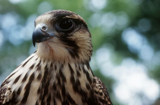 Falco-biarmicus
