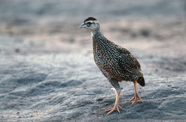 Francolinus-francolinus