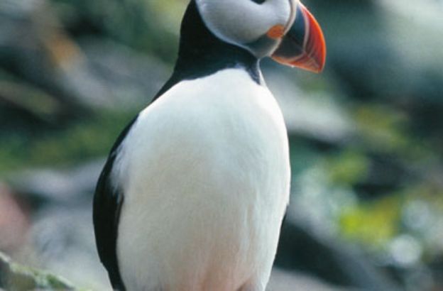 Fratercula-arctica