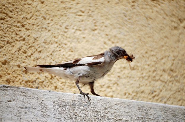 Montifringilla-nivalis