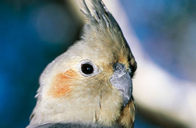 Nymphicus-hollandicus