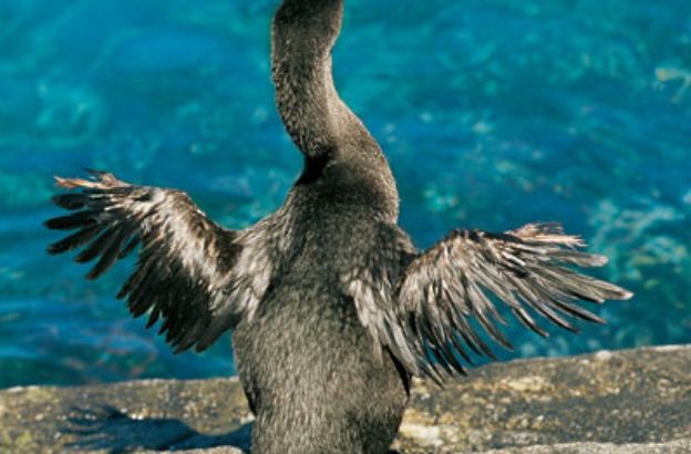 Phalacrocorax-harrisi