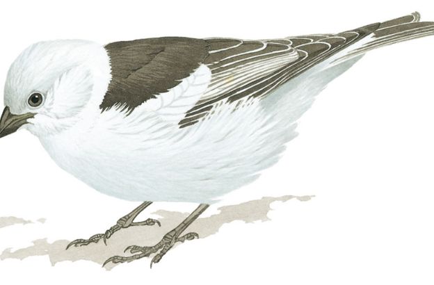 Plectrophenax-nivalis