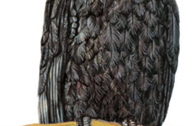 Probosciger-aterrimus