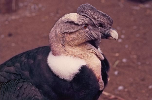 Vultur-gryphus