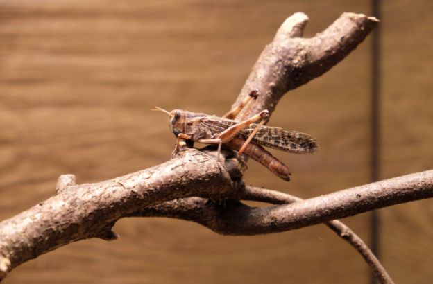 locusta-migratoria.jpg