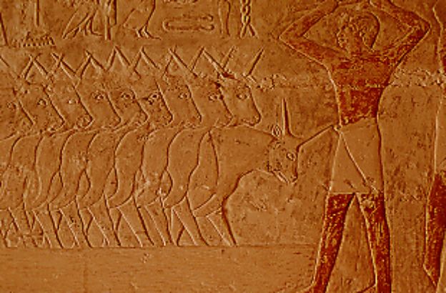 rilievo-allevatore-bovini