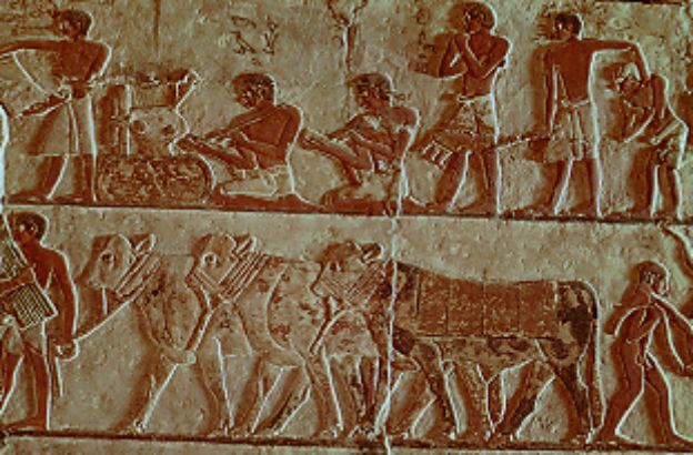 scribi-registrano-numero-capi-mandria