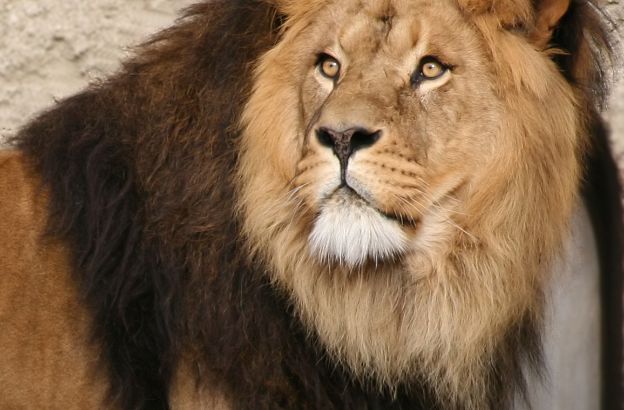 leone-criniera