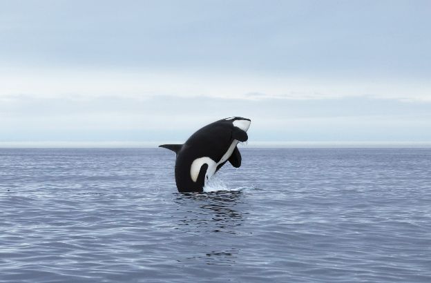 orca-estinzione