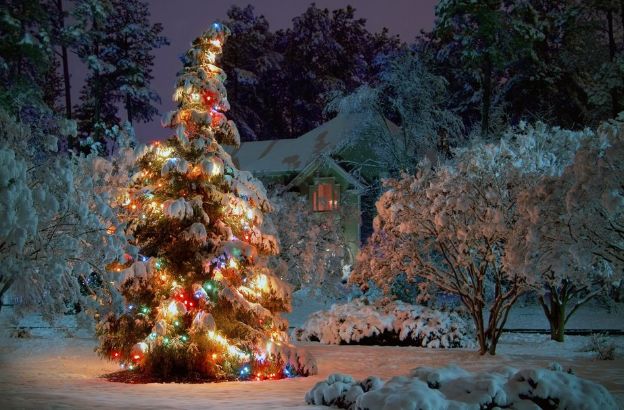 outdoor-christmas-tree