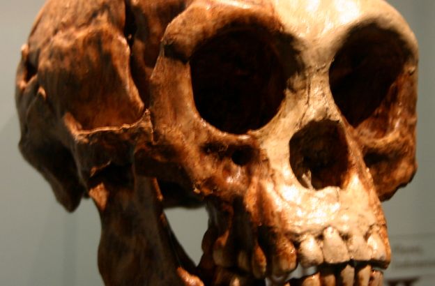 homo-floresiensis