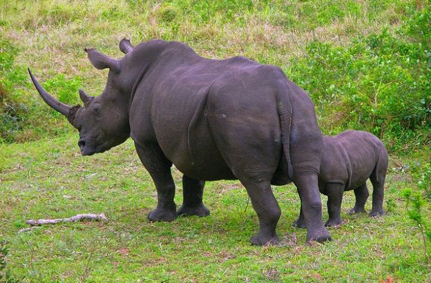 rinoceronte-corni