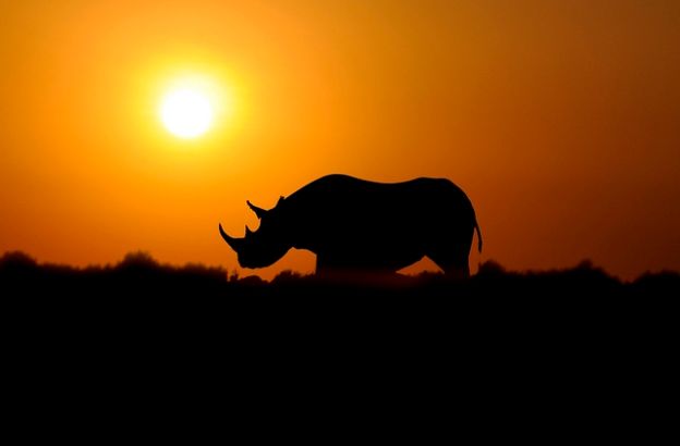 rinoceronte-tramonto