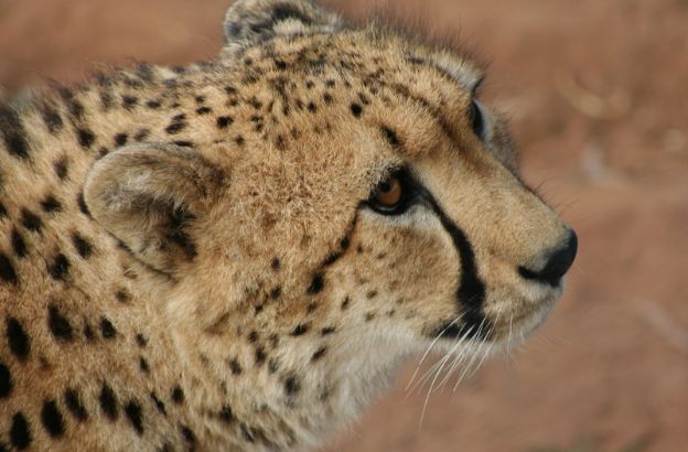 ghepardo-curiosità