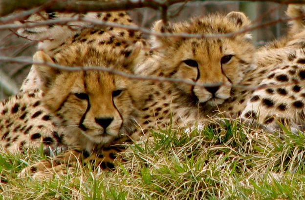 ghepardo-riproduzione