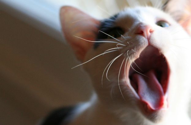 lingua-gatto