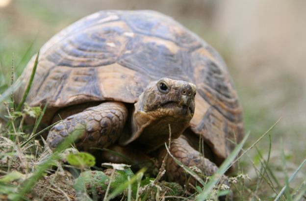 tartaruga