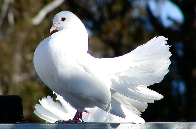 colomba-bianca