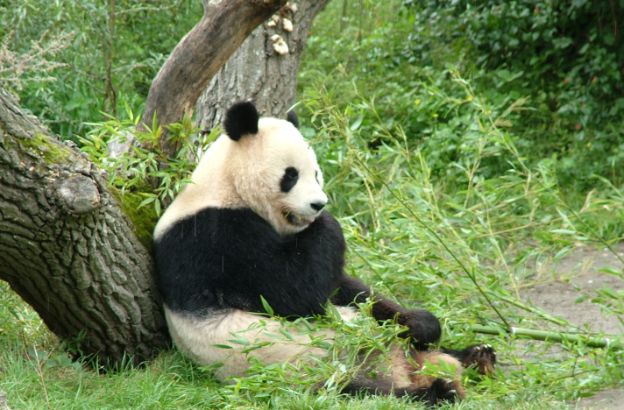 panda1