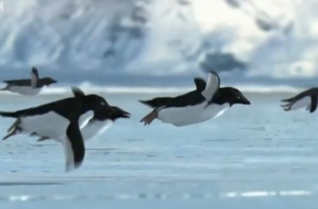 pinguini-volanti