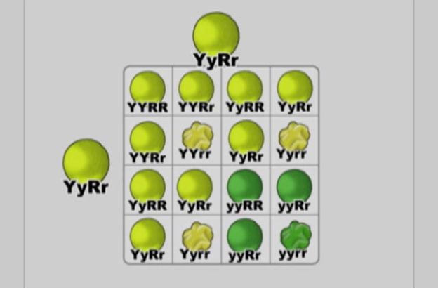 schema-genetico-diibridismo