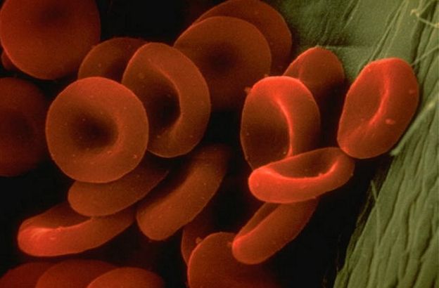globuli-rossi