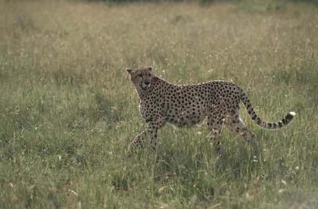 ghepardo-kenya