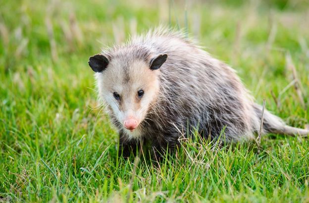 opossum.jpg