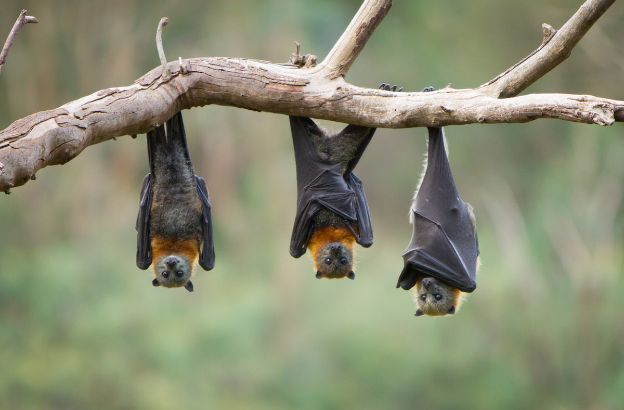 pipistrelli.jpg