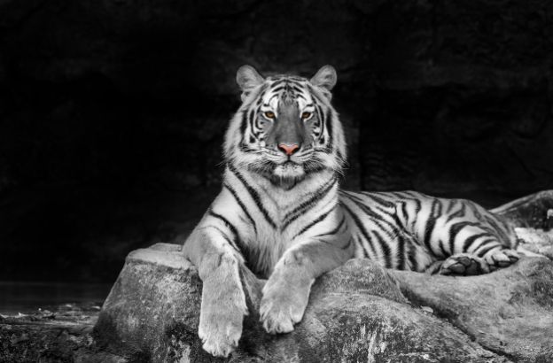 white-tiger.jpg