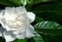 gardenia