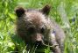baby-grizzly