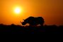 rinoceronte-tramonto