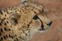 ghepardo-curiosità
